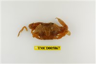 藏品(遠海梭子蟹)的圖片